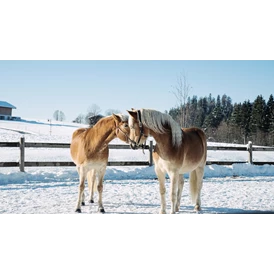 Ferien Bauernhof: Pferde - Feriengut Unterhochstätt