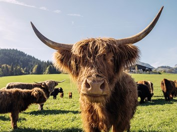 Feriengut Unterhochstätt Our animals Highland cattle