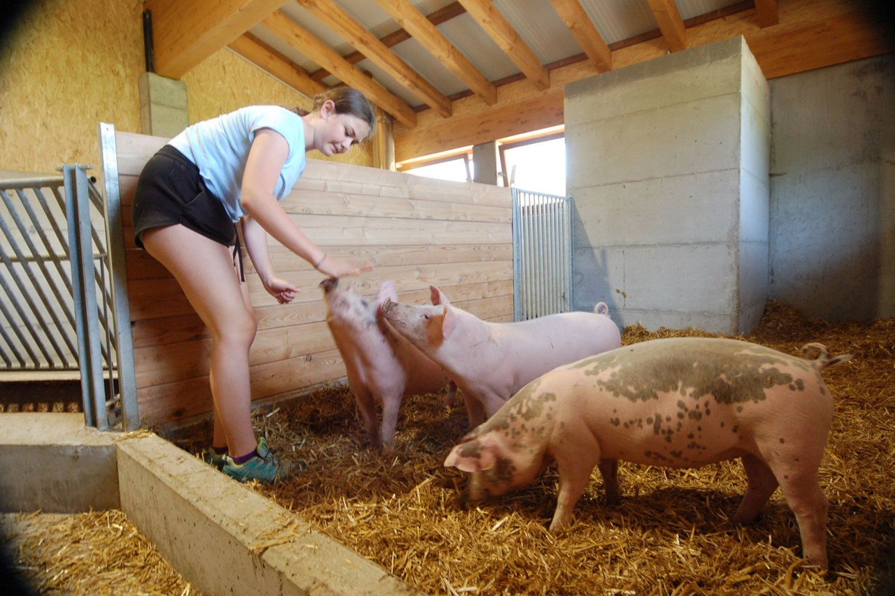 Feriengut Unterhochstätt Our animals Pigs