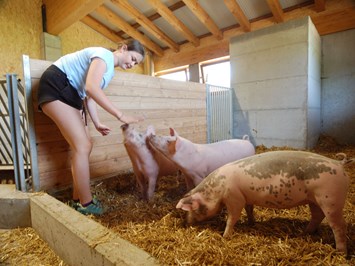 Feriengut Unterhochstätt Our animals Pigs