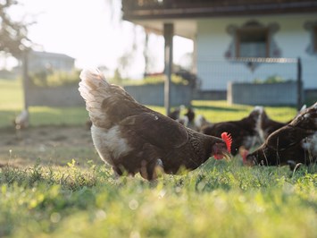 Feriengut Unterhochstätt Our animals Chicken