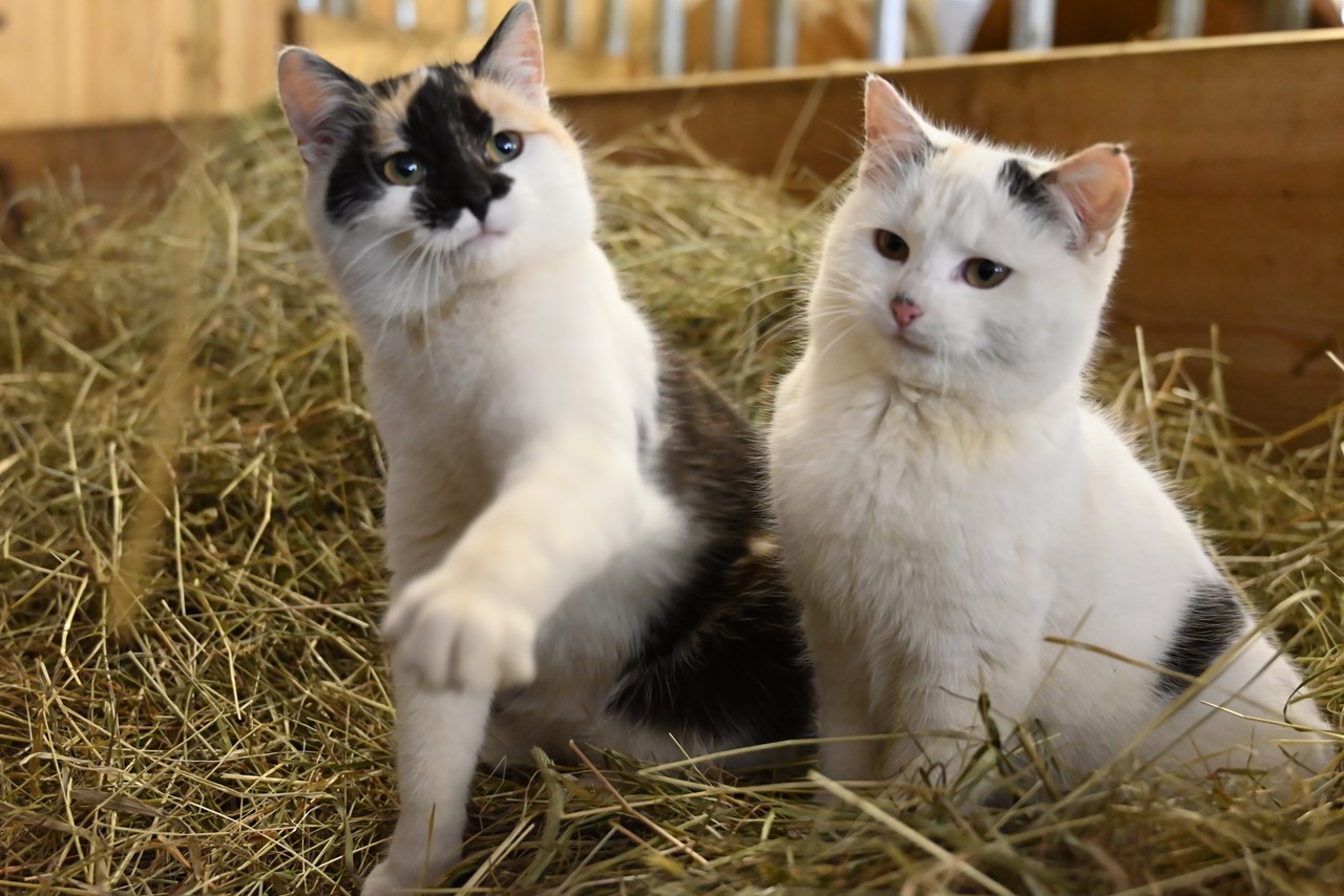 Hintereggerhof Nos animaux Amour de chat 