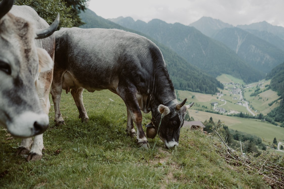 Ferien Bauernhof: Auf der Weide fühlt sich Laura und Steffi wohl - Gogerer Hof
