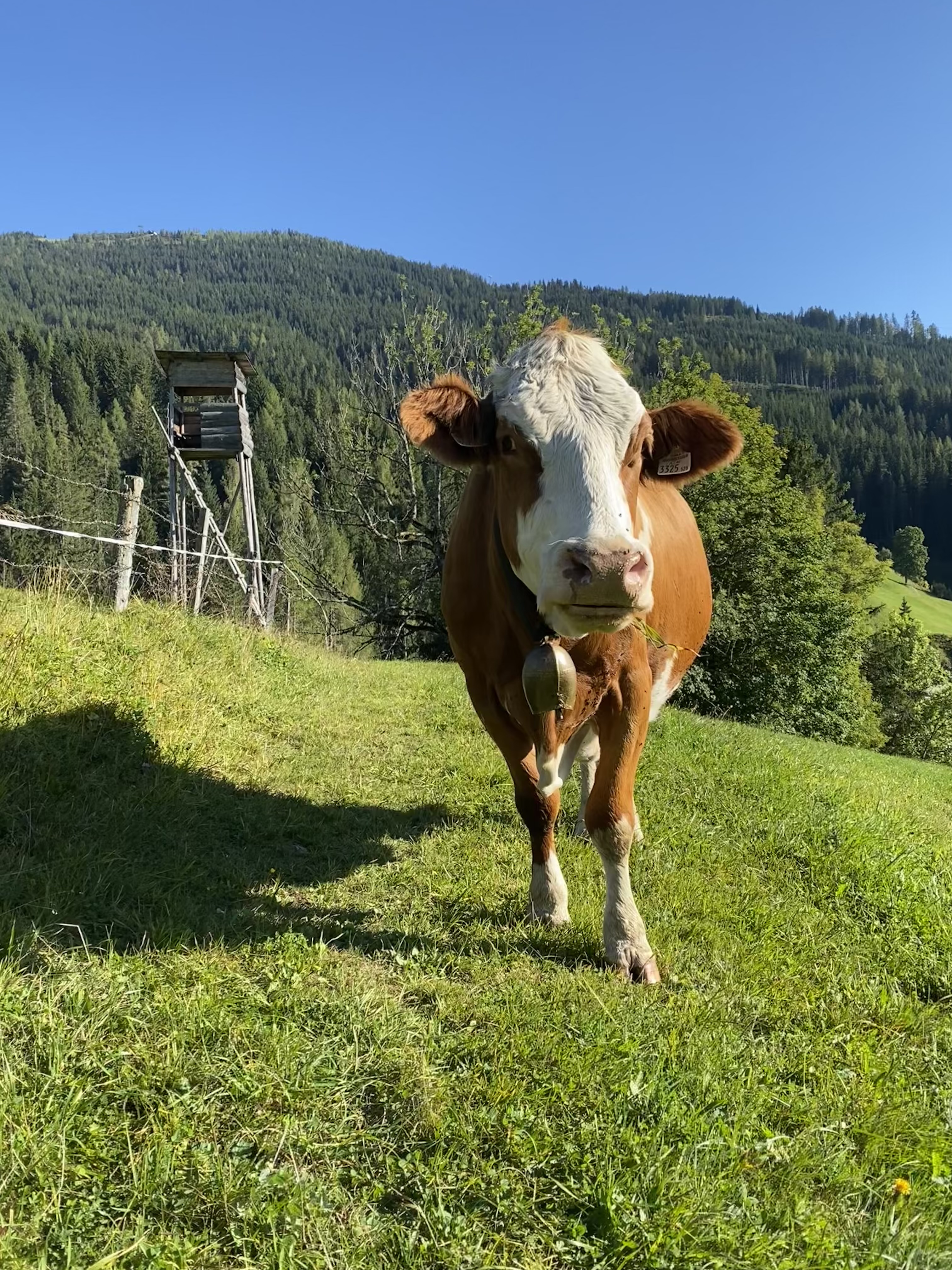 Ferien Bauernhof: Kuh Ursi - Finkhof Appartements