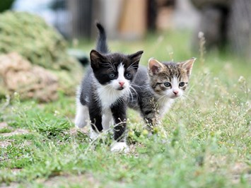 Raschbrunnenhof - Ökolandbau & Erholung Onze dieren Onze katten