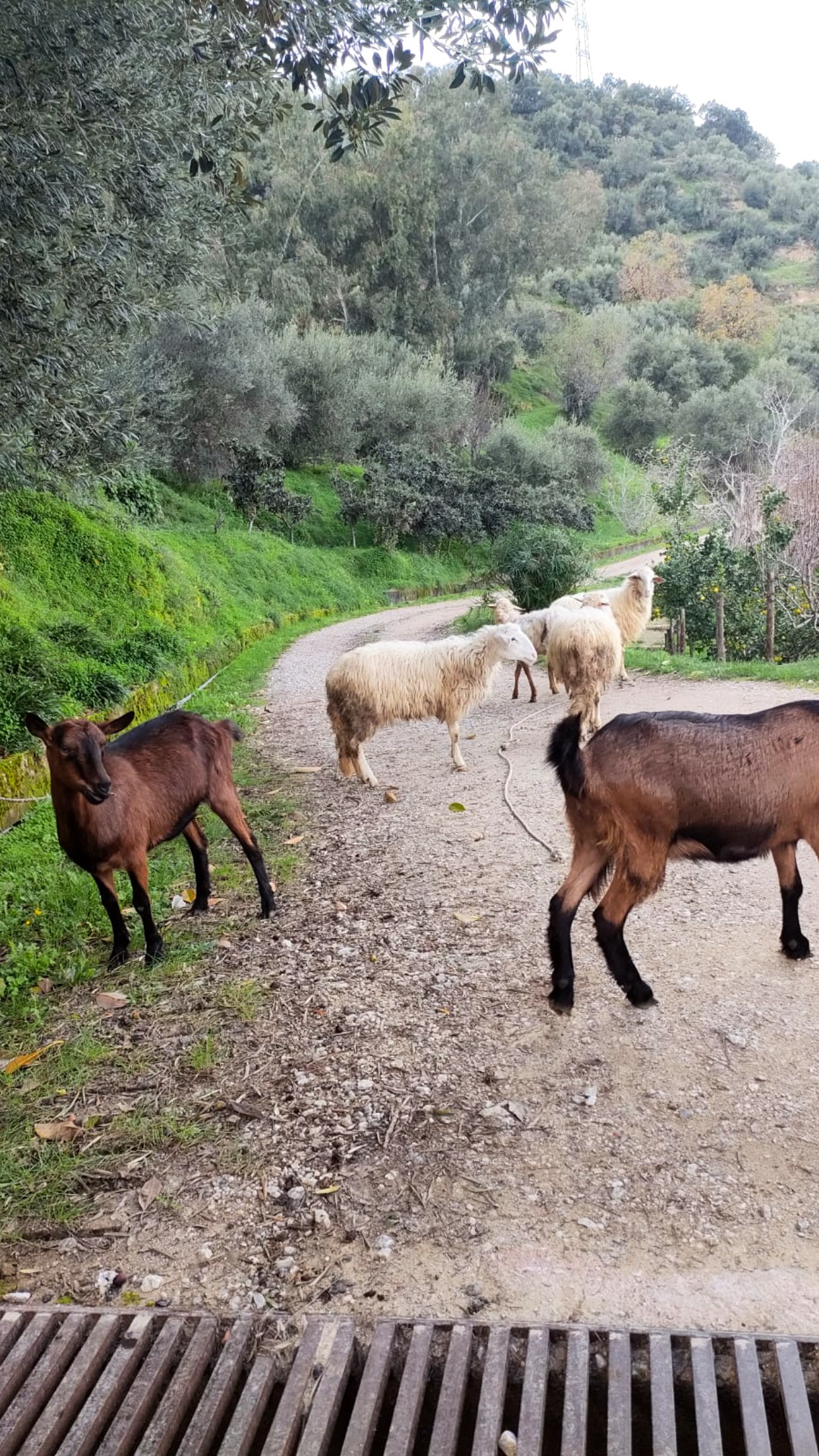 Fattoria di Grenne - Azienda Agrituristica Piccolo  Nasze zwierzęta Zwierzęta na wolności 