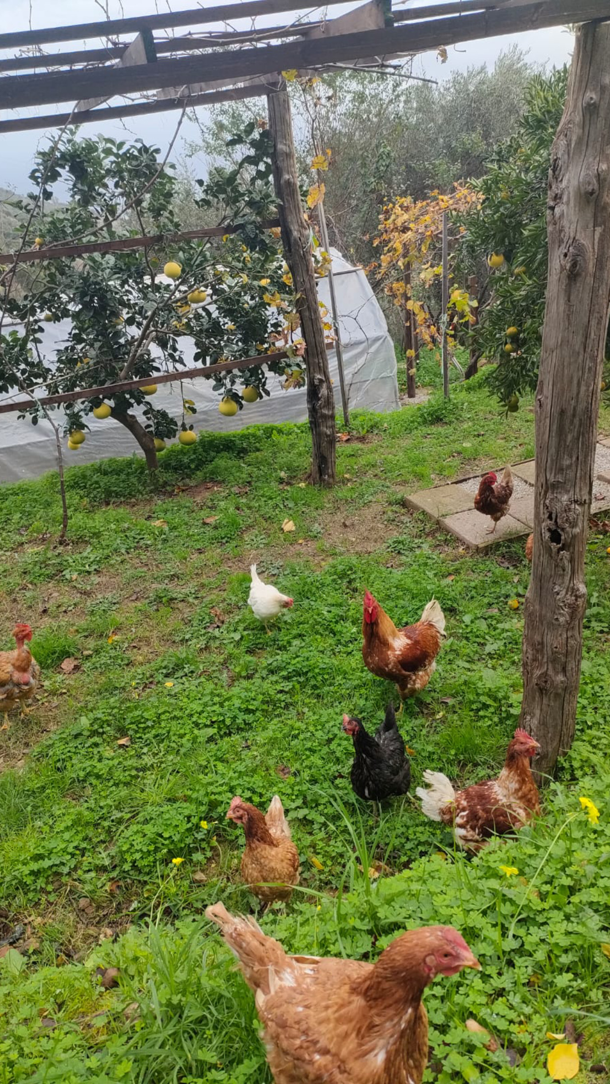Fattoria di Grenne - Azienda Agrituristica Piccolo  unsere Tiere 