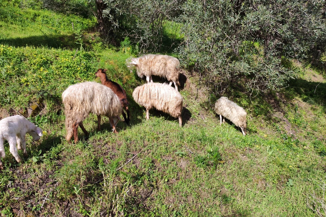 Ferien Bauernhof: Animali al pascolo - Fattoria di Grenne - Azienda Agrituristica Piccolo 