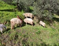 Ferien Bauernhof: Animali al pascolo - Fattoria di Grenne - Azienda Agrituristica Piccolo 