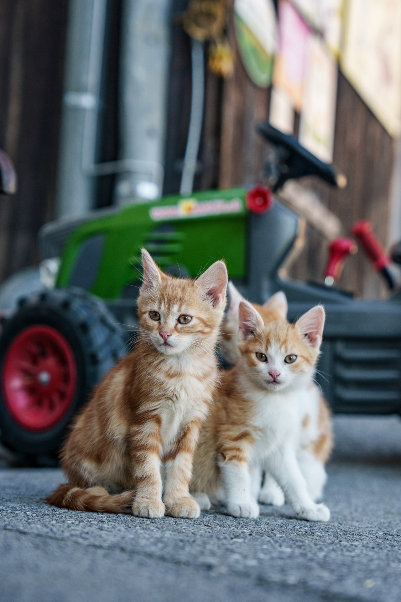 Sinnhubgut Nos animaux 