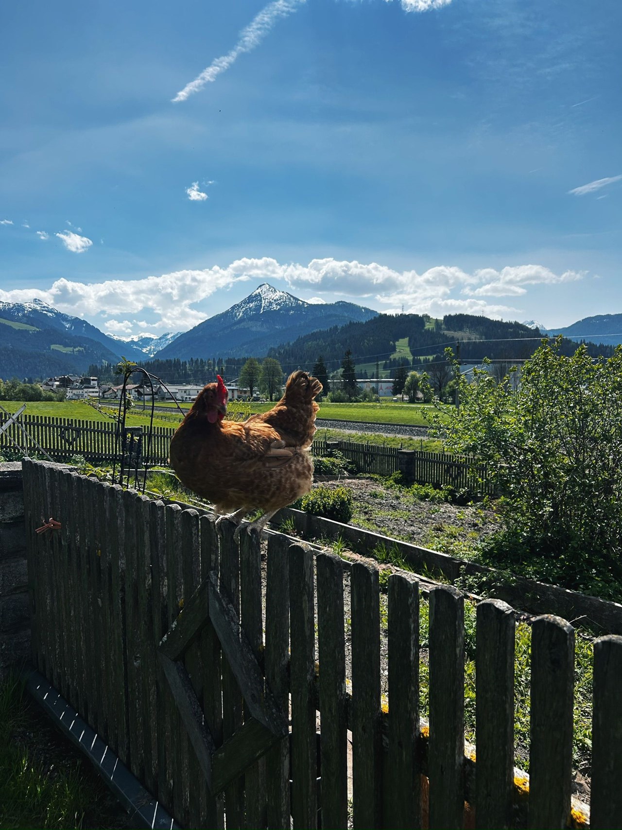 Sinnhubgut Nos animaux 