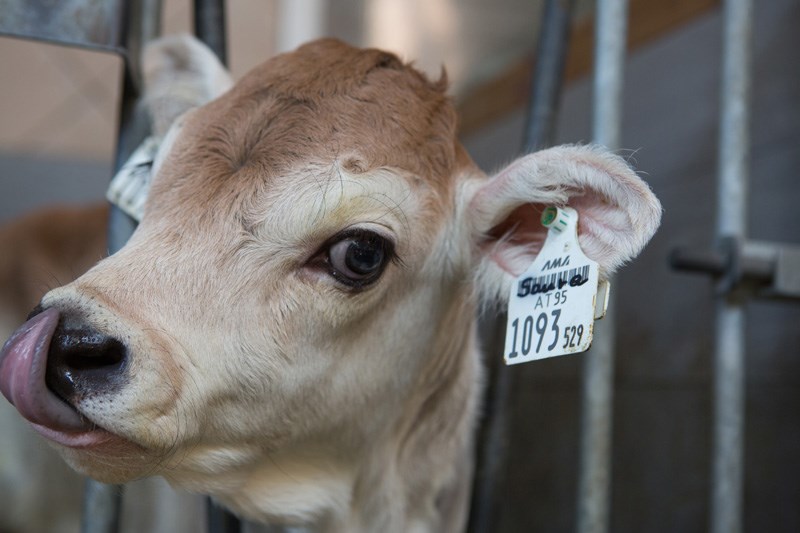 Tobadillerhof Kinderbauernhof unsere Tiere Kühe - Tiroler Grauvieh