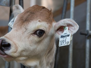 Tobadillerhof Kinderbauernhof unsere Tiere Kühe - Tiroler Grauvieh