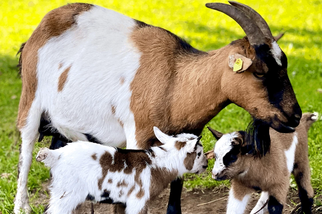 Ferien Bauernhof: Ziegen - Kinderbauernhof Albeineler Pitztal Tirol