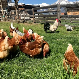 Ferien Bauernhof: Hühner - Kinderbauernhof Albeineler Pitztal Tirol