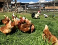 Ferien Bauernhof: Hühner - Kinderbauernhof Albeineler Pitztal Tirol
