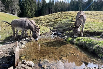Ferien Bauernhof: Esel - Kinderbauernhof Albeineler Pitztal Tirol