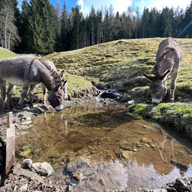Ferien Bauernhof: Esel - Kinderbauernhof Albeineler Pitztal Tirol