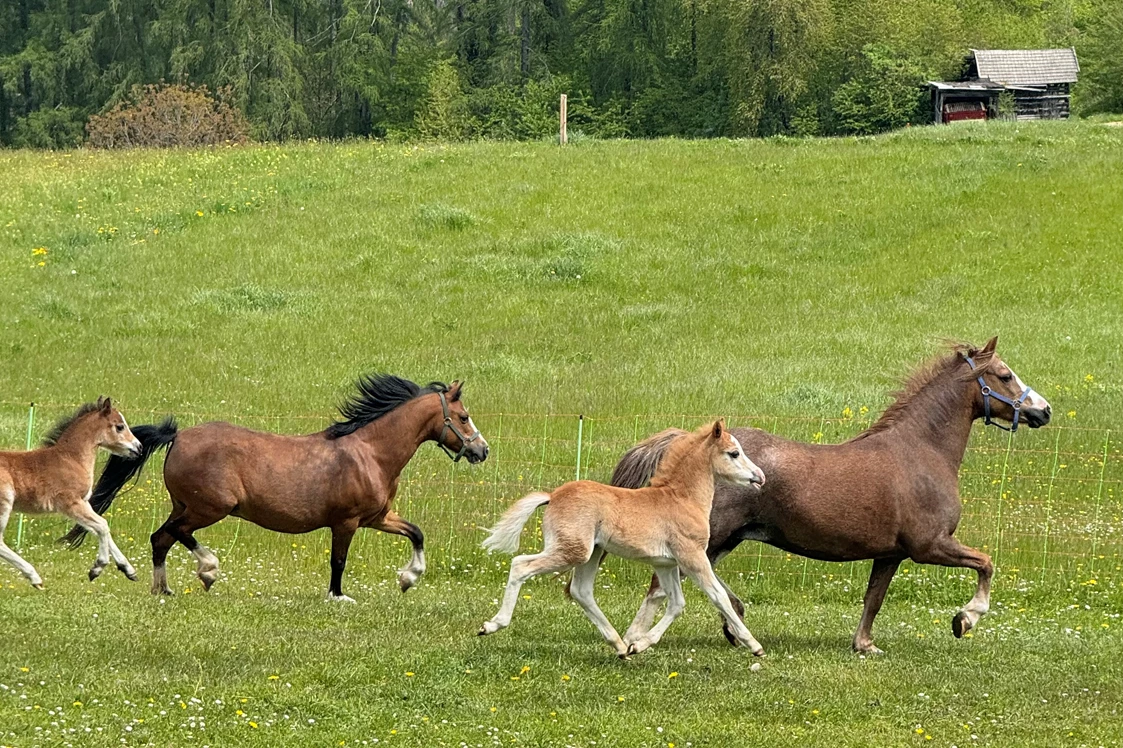 Ferien Bauernhof: Pferde - Kinderbauernhof Albeineler Pitztal Tirol