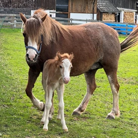Ferien Bauernhof: Pferde - Kinderbauernhof Albeineler Pitztal Tirol