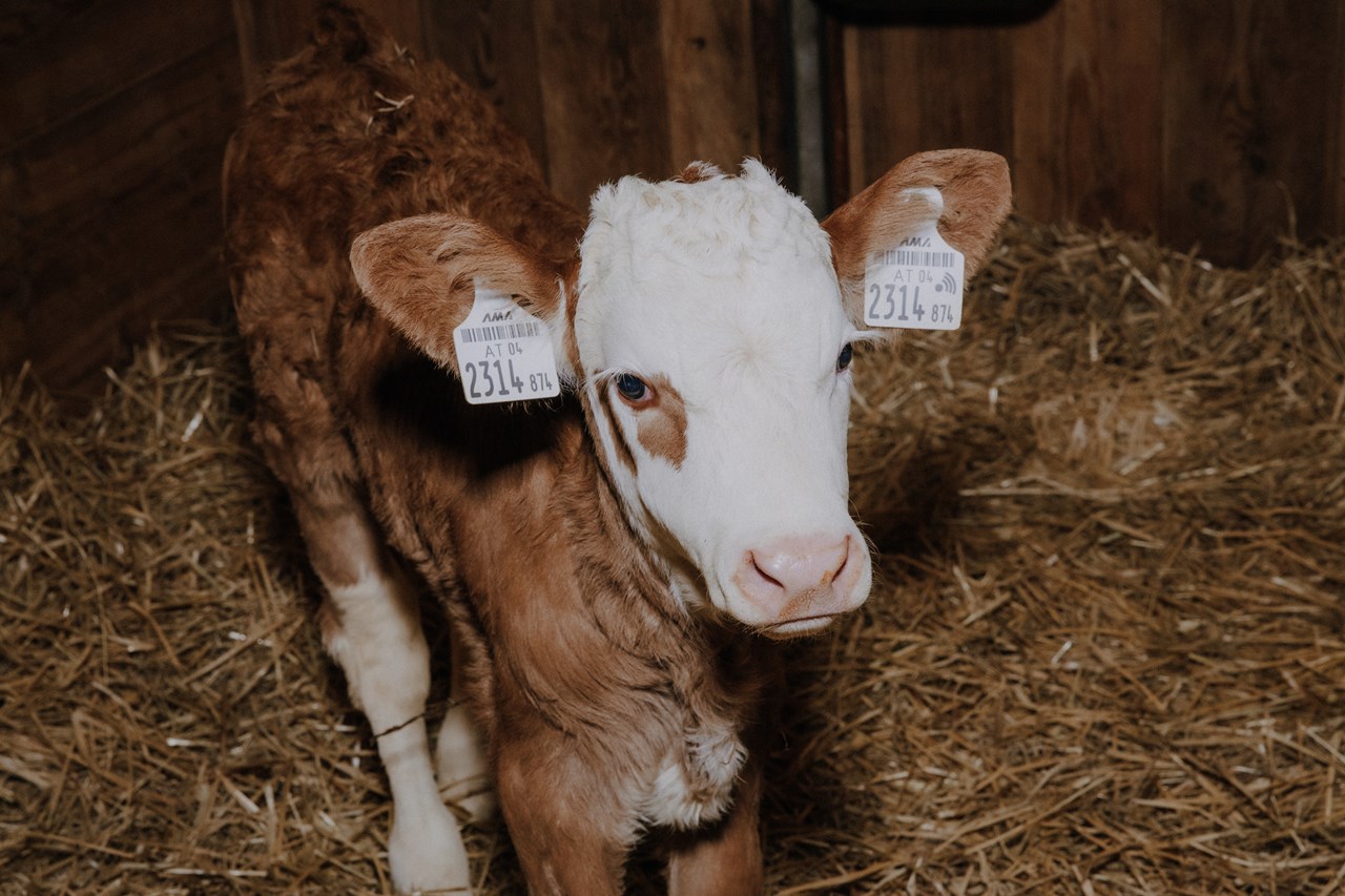 Schmiedhofgut Naše životinje teladi