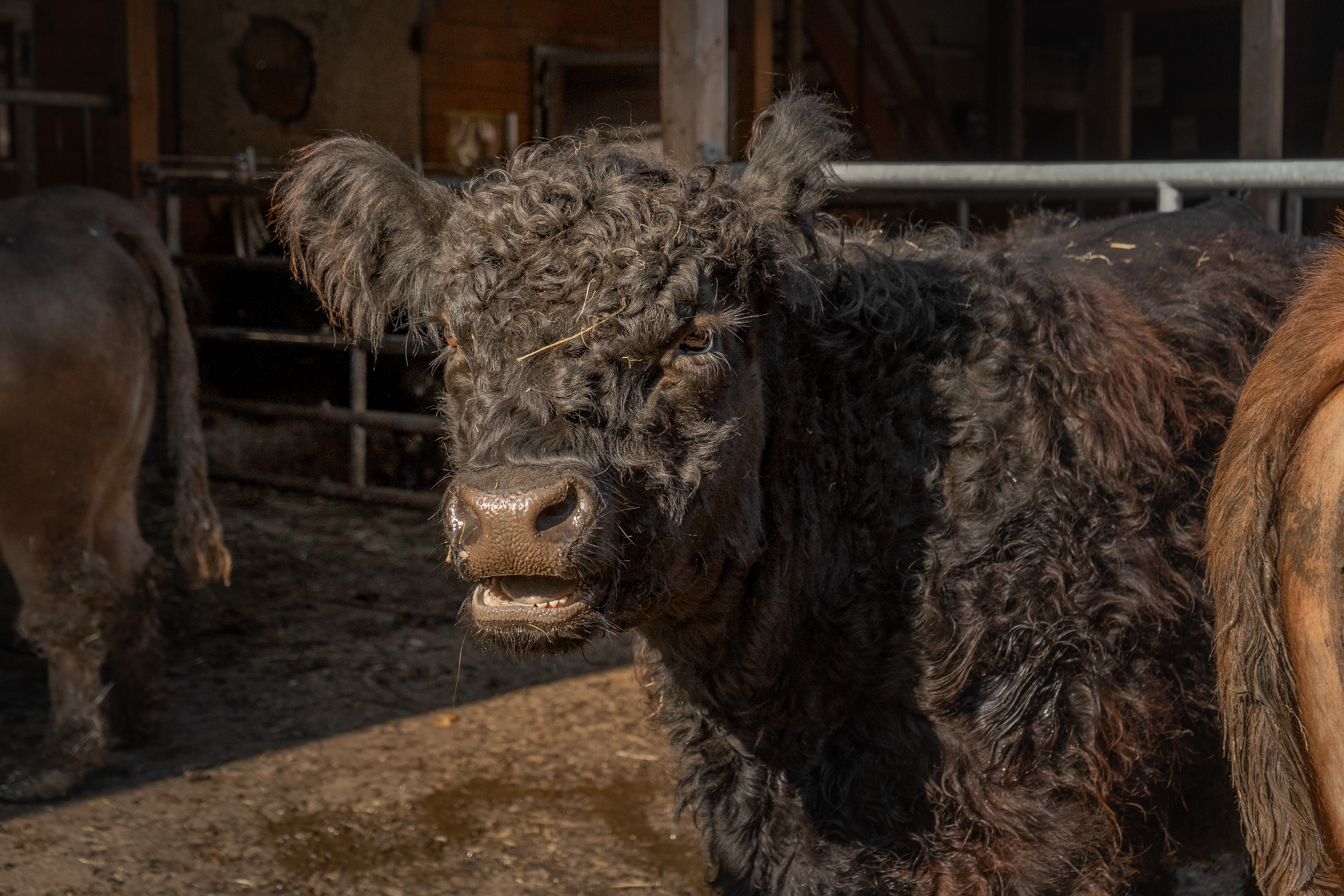 Berghof Montpelon Onze dieren Galloway-vee