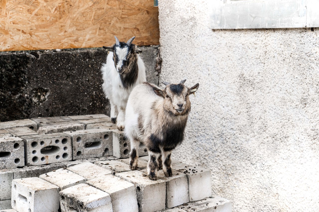 Berghof Montpelon Naše živali Pritlikave koze "Chrigu & Chlöisu"
