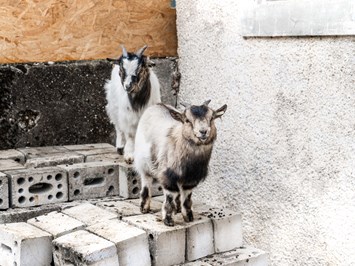 Berghof Montpelon Our animals Dwarf goats “Chrigu & Chlöisu”