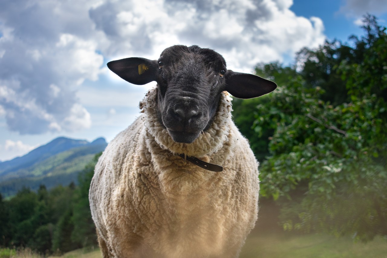 Berghof Montpelon unsere Tiere Unsere Schafe