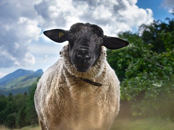 Berghof Montpelon unsere Tiere Unsere Schafe