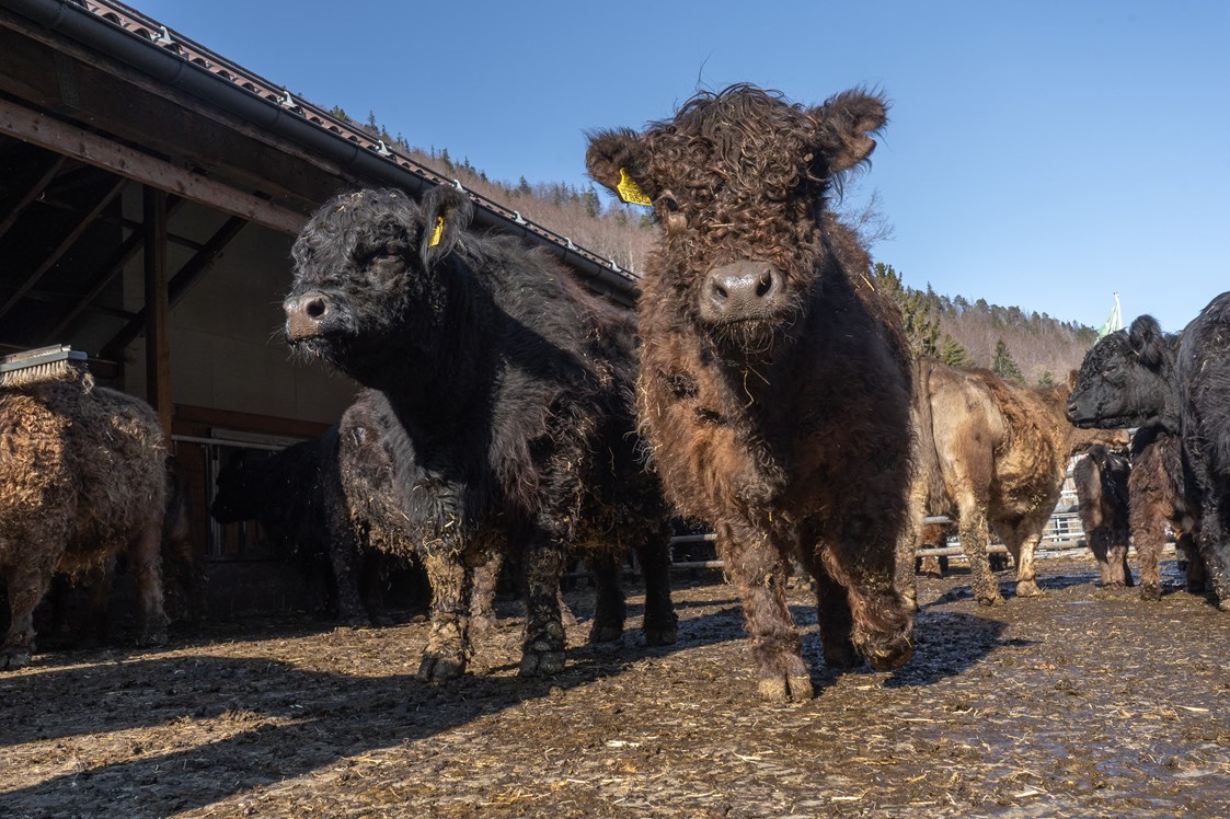 Ferien Bauernhof: Unsere Galloway Rinder - Berghof Montpelon