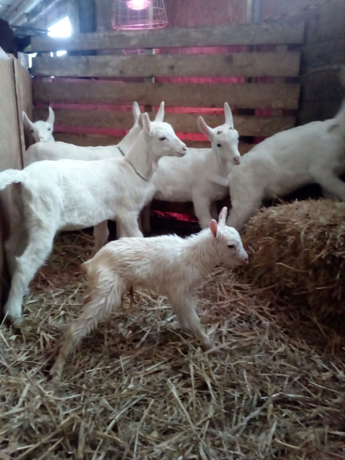 Bauernhof Salwideli Our animals Goats