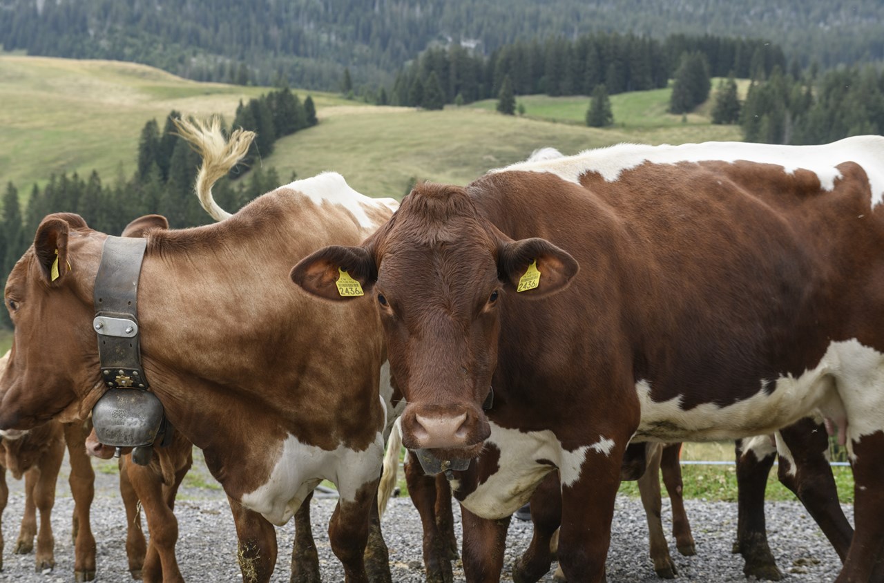 Bauernhof Salwideli Naše živali Krave