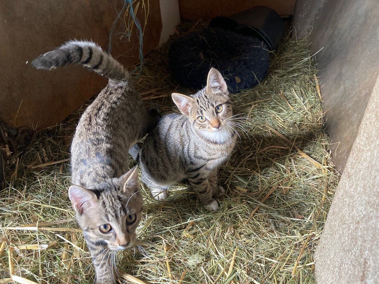 Bauernhof Salwideli Naše živali Mačka