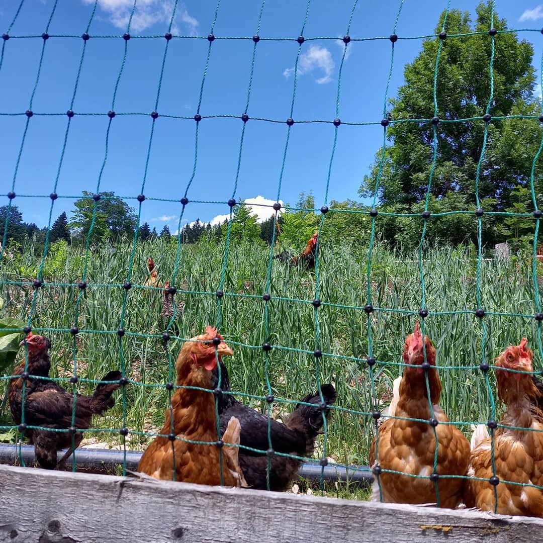 Biobauernhof Wegscheider unsere Tiere Hühner