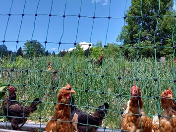 Biobauernhof Wegscheider unsere Tiere Hühner