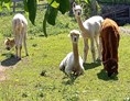 Ferien Bauernhof: Unsere Alpakas verzaubern durch ihr wunderbares Wesen
 - Biobauernhof Wegscheider