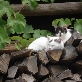 Ferien Bauernhof: Die Katzen warten auf Streicheleinheiten - Biobauernhof Wegscheider