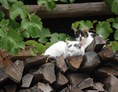 Ferien Bauernhof: Die Katzen warten auf Streicheleinheiten - Biobauernhof Wegscheider