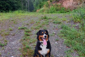 Ferien Bauernhof: Luna, unser Hofhund, begrüßt euch als Erster am Hof! - Biobauernhof Wegscheider