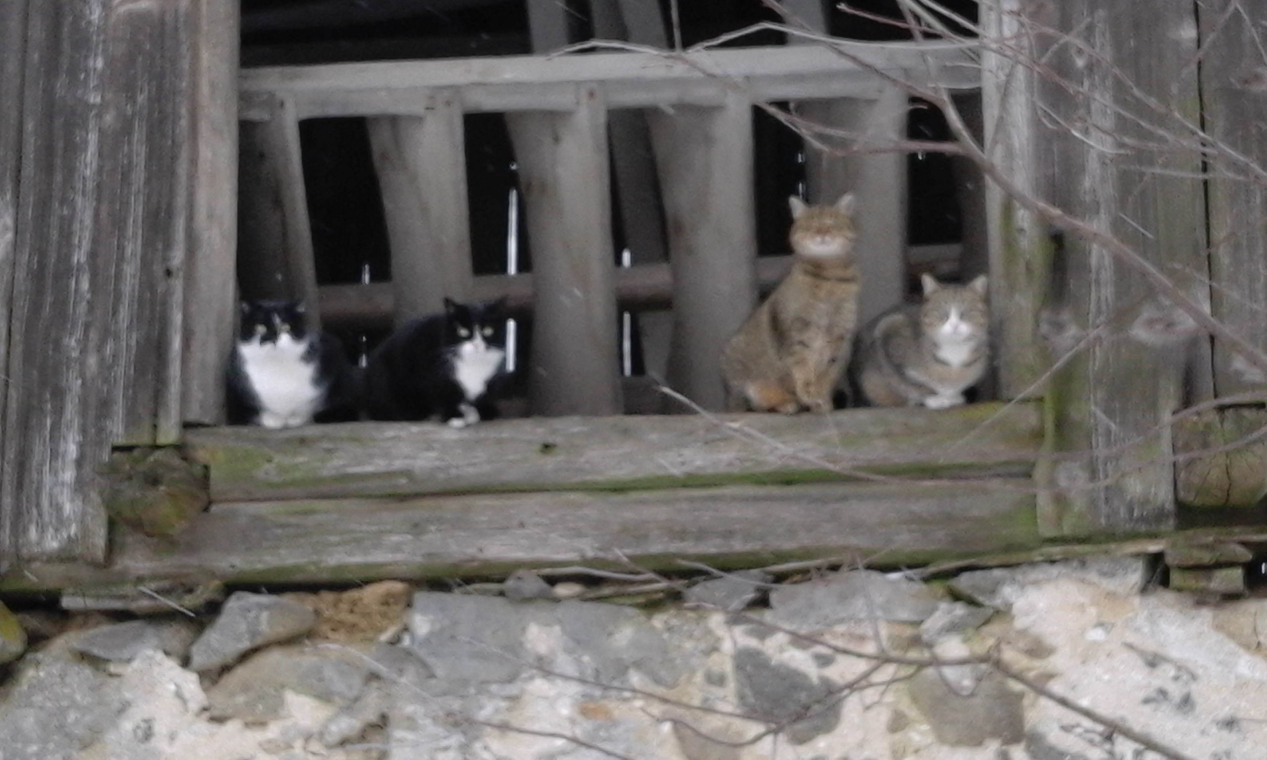 Ferien Bauernhof: unsere neugierigen Katzen - Hochgattern