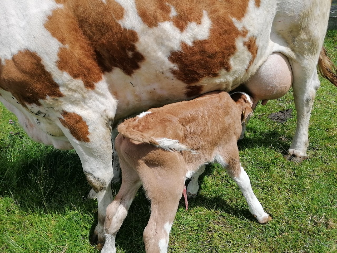 Hochgattern Nos animaux Élevage de vaches allaitantes