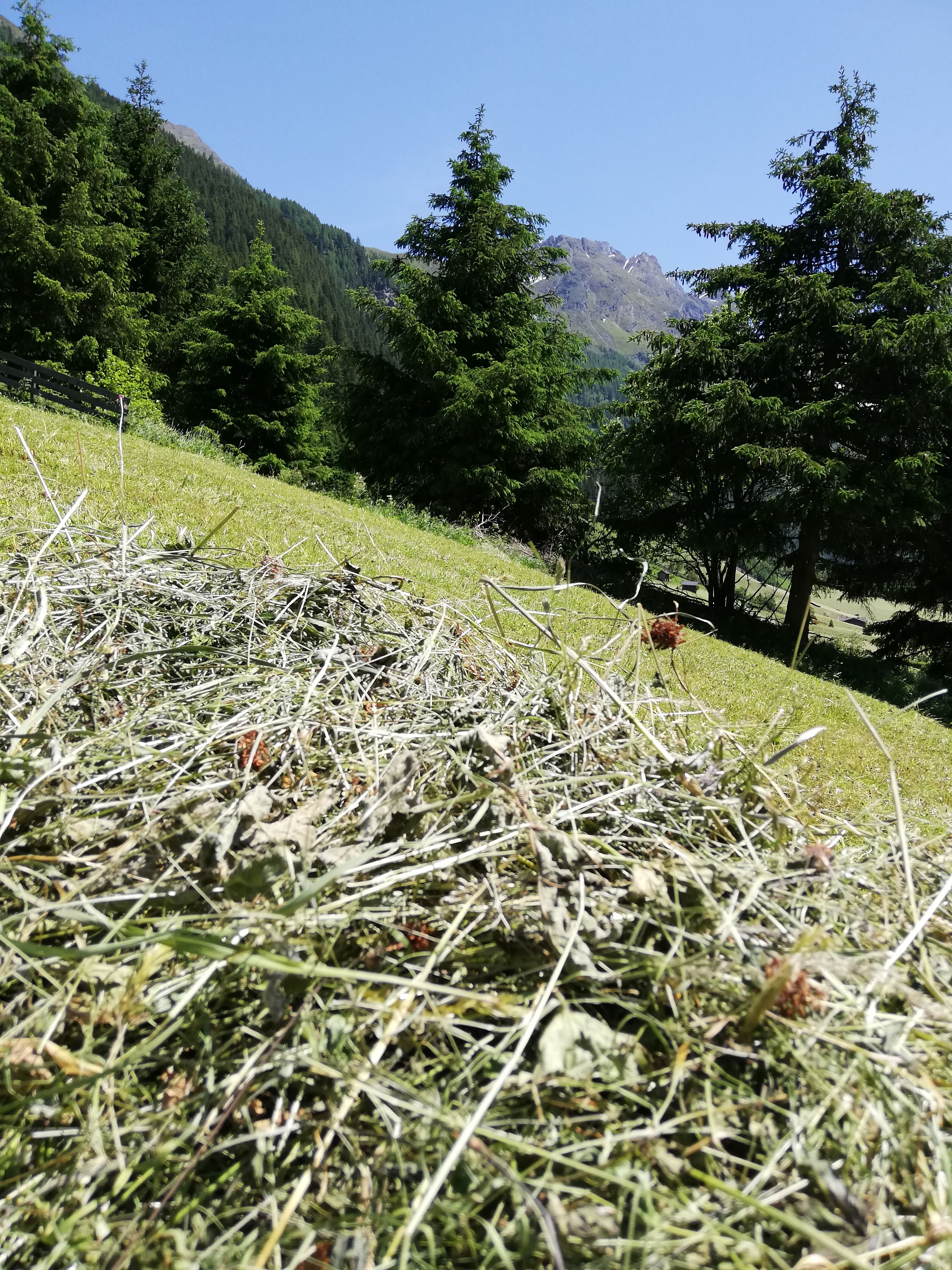 Ferien Bauernhof: Heuarbeit auf 1.400m - Adlerhof Pitztal