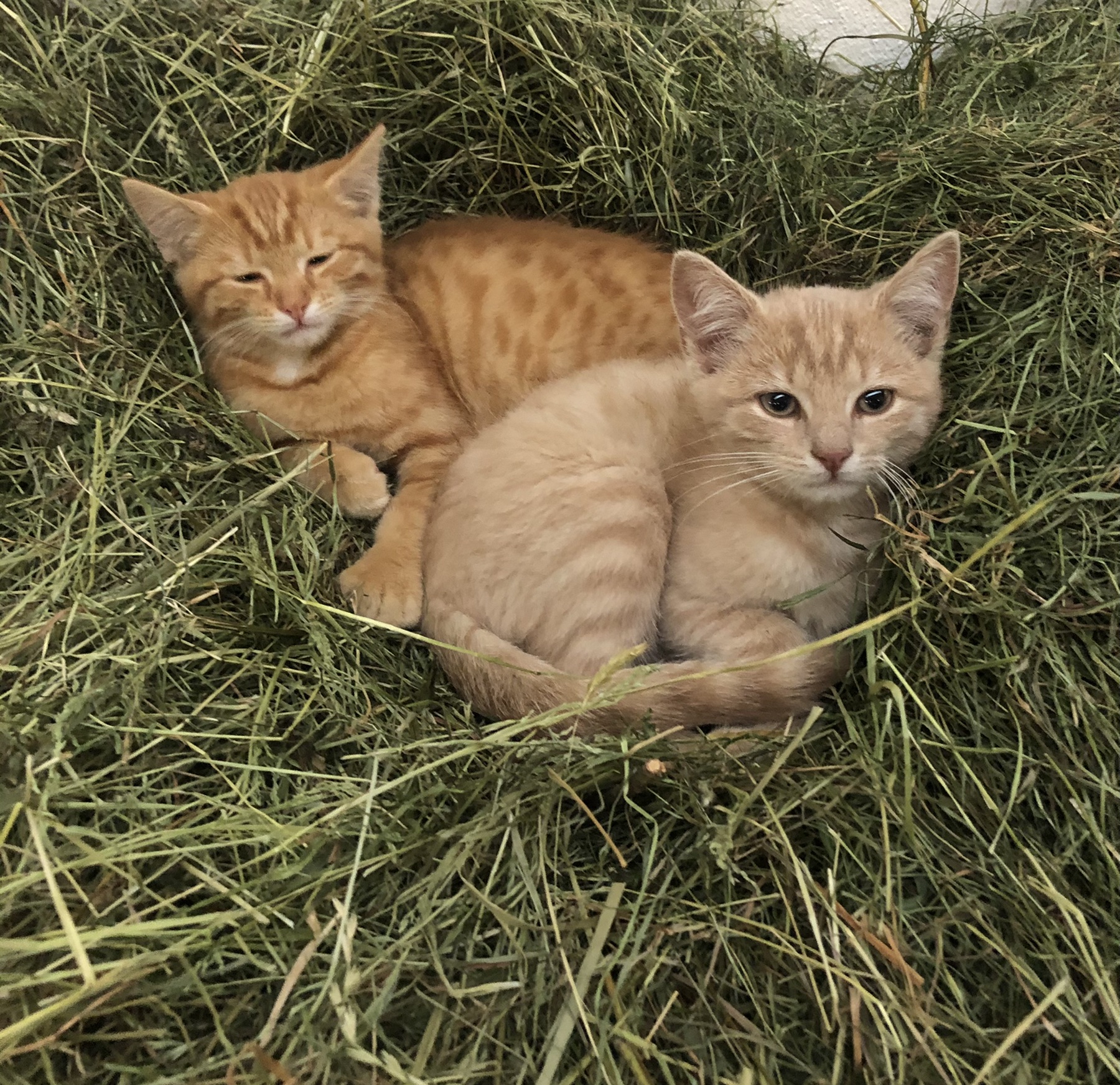 Ferienhof Rasch Onze dieren Katten