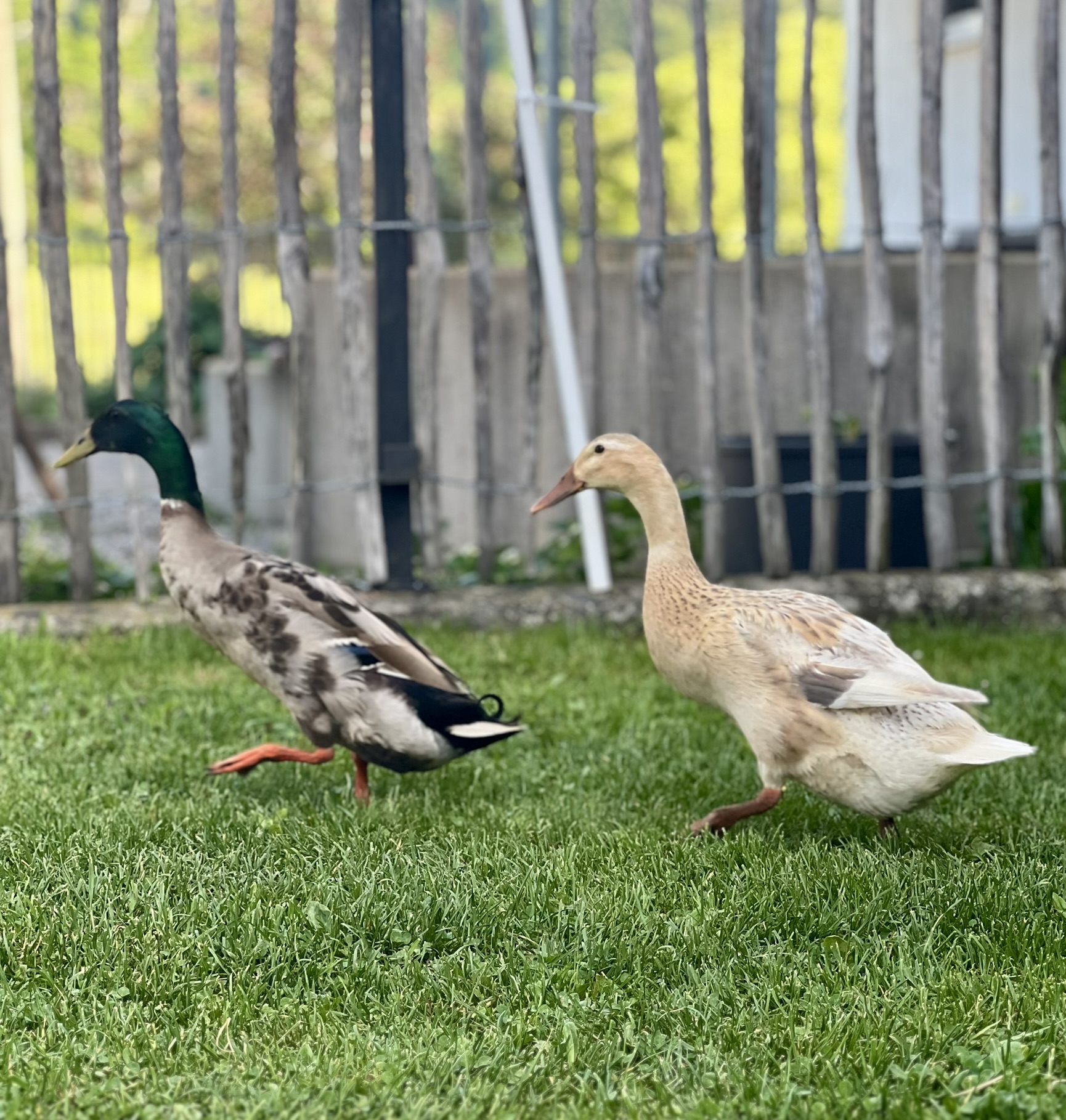 Ferienhof Rasch unsere Tiere Laufenten