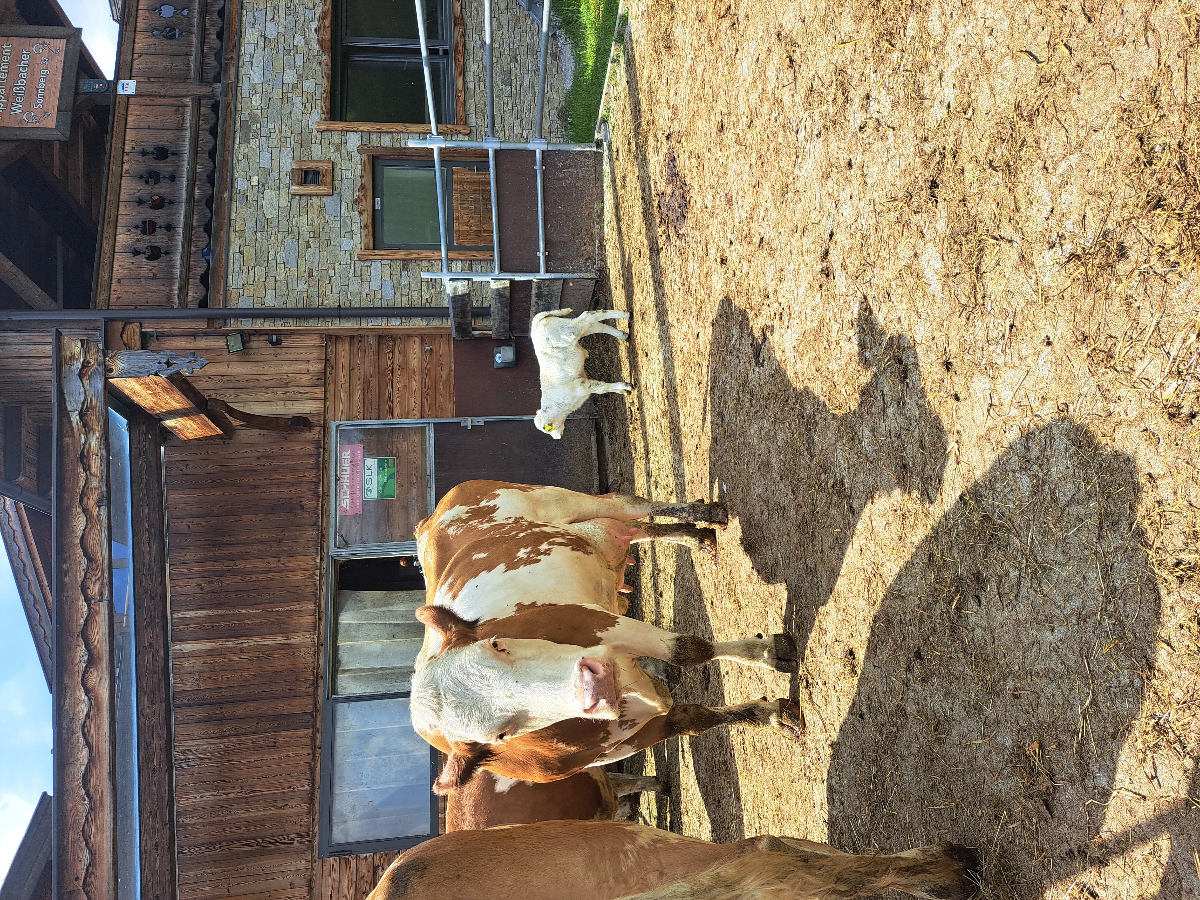Ferien Bauernhof: Unsere Kühe - Urlaub am Bauernhof Weißbacher - Weißbachgut - Bauernhof, Tiere