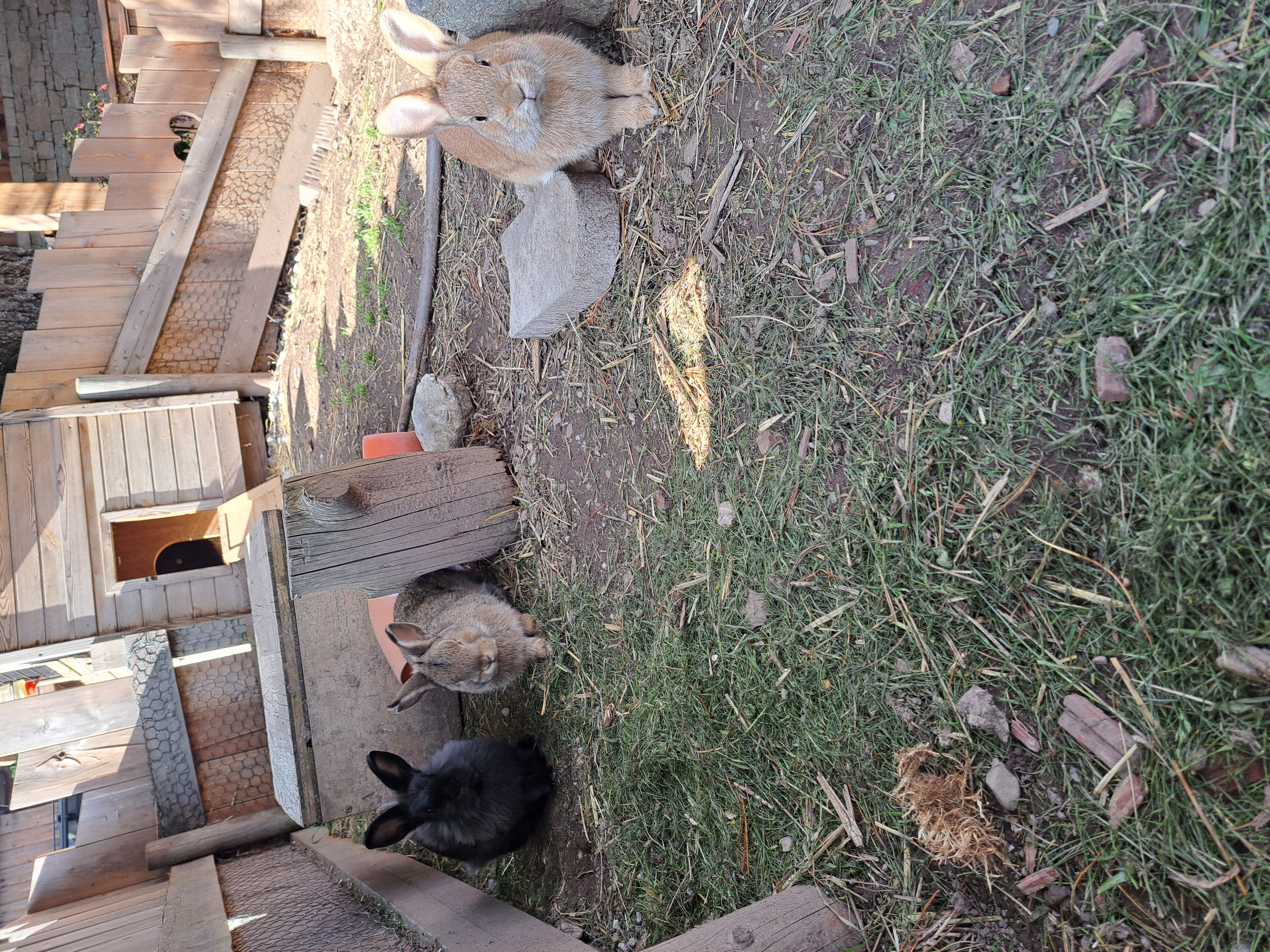 Ferien Bauernhof: Unsere Hasen - Urlaub am Bauernhof Weißbacher - Weißbachgut - Tiere