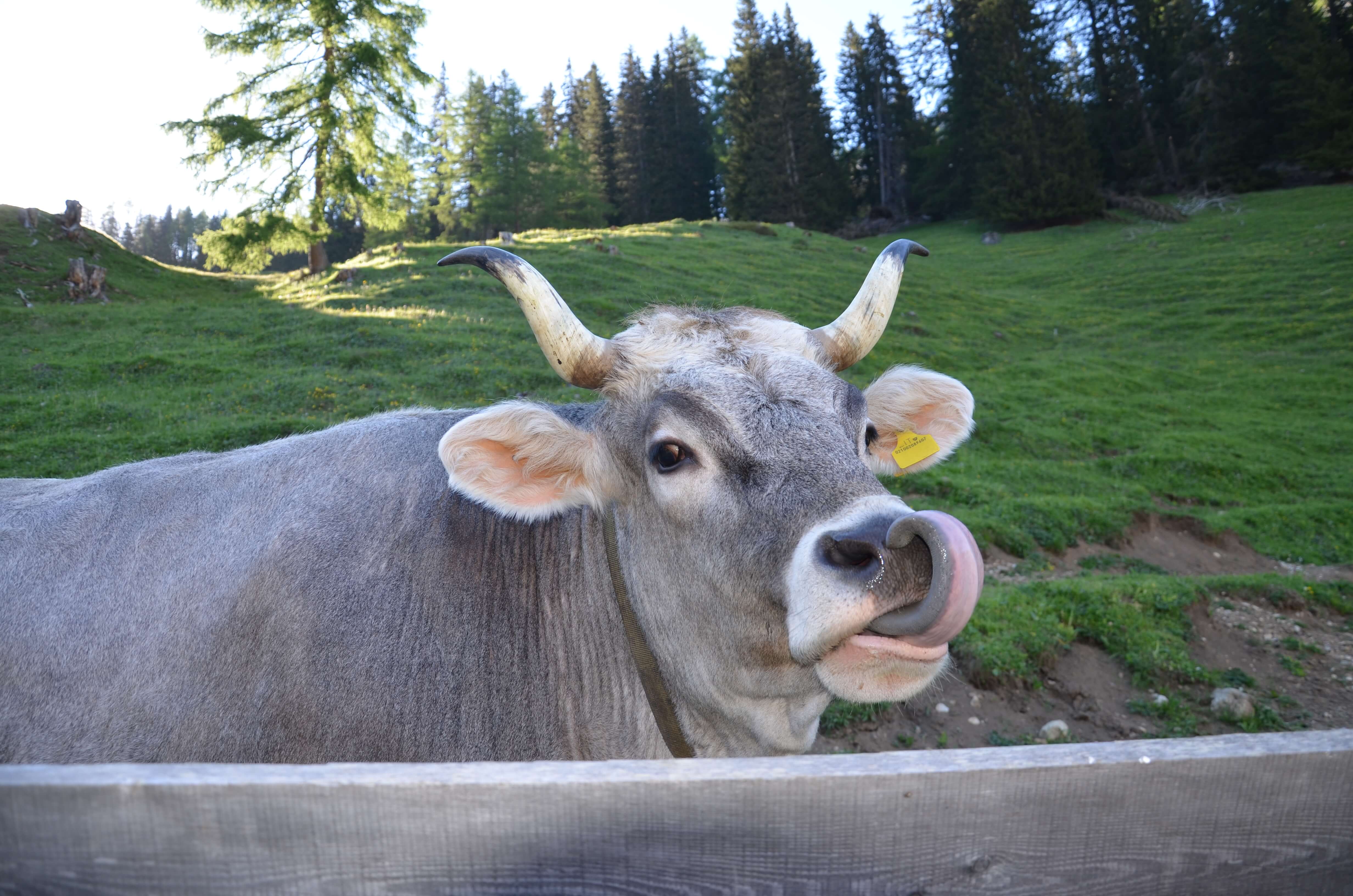 Ferien Bauernhof: Tiere auf der Alm - Kuenerhof - Kmečko dvorišče, poletje, Živali