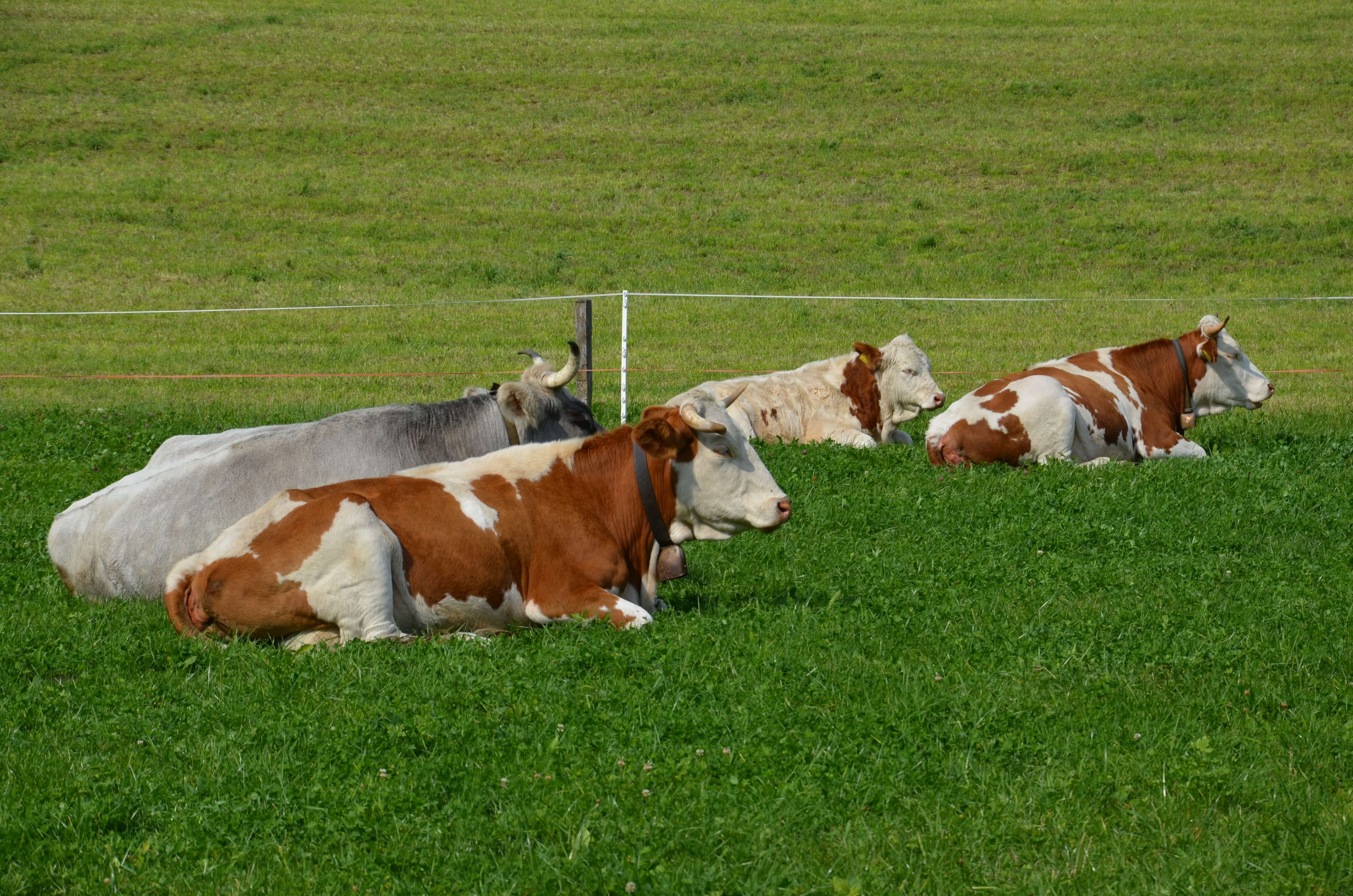 Ferien Bauernhof: Tiere auf der Weide - Kuenerhof - Kmečko dvorišče, poletje, Živali