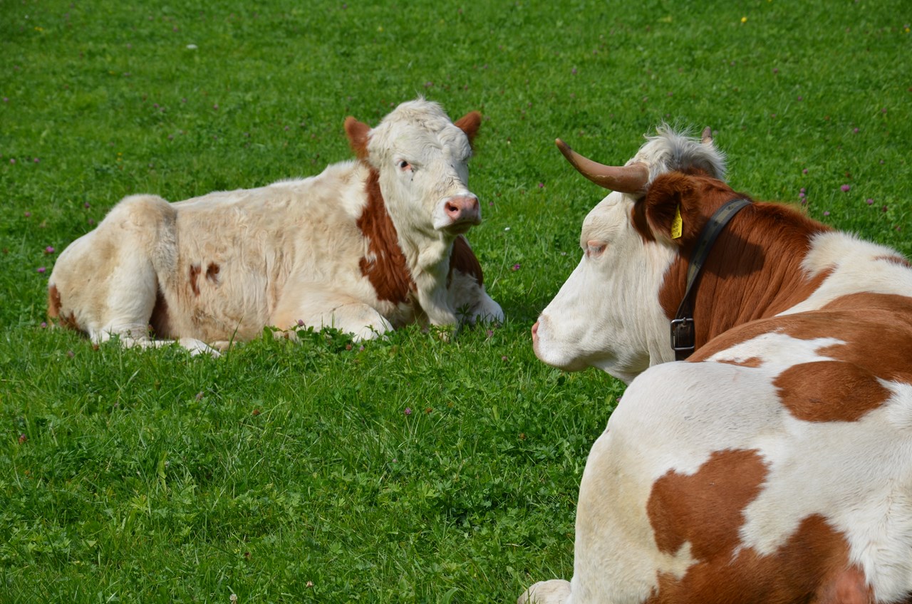 Kuenerhof Nos animaux 